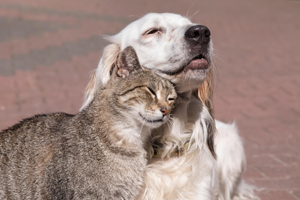 Full Services Animal Hospital in Brooklyn